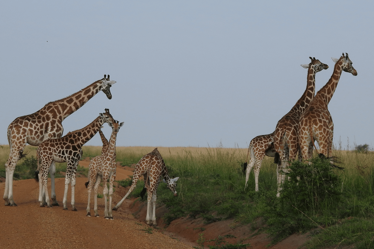giraffes-in-Murch